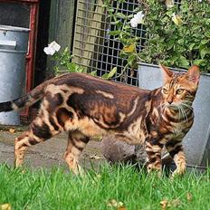 Bengal Miss Sparrow