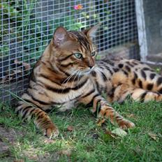 Bengal Black Eagel