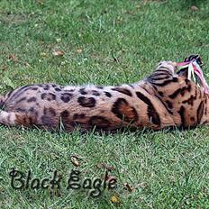 Bengal Black Eagel