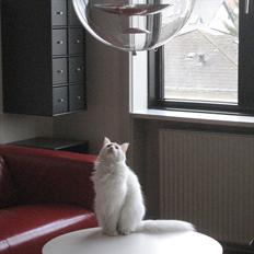 Maine Coon Missy Mille