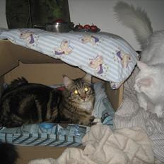 Maine Coon Missy Mille