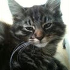 Blanding af racer Sigurd L. Vantekat(Ziggy)