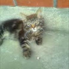 Blanding af racer Sigurd L. Vantekat(Ziggy)