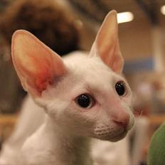 Cornish Rex Arwen Evening Star