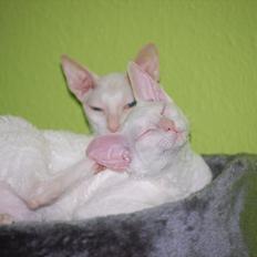 Cornish Rex Arwen Evening Star