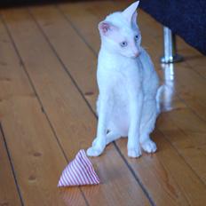 Cornish Rex Arwen Evening Star
