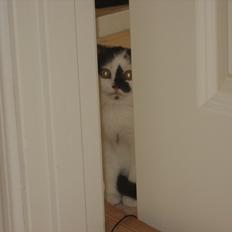 British Shorthair BUFF