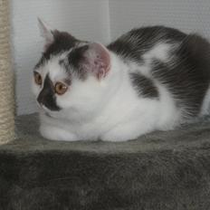 British Shorthair BUFF