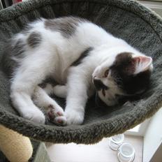 British Shorthair BUFF