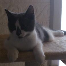 Blanding af racer Nuller a.k.a. Whiskey