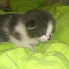 Blanding af racer Nuller a.k.a. Whiskey