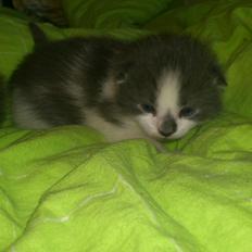 Blanding af racer Nuller a.k.a. Whiskey