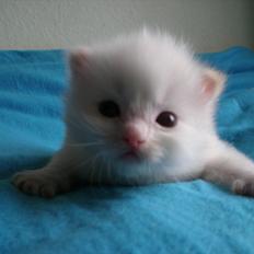 Ragdoll DK Wrensted Nemo