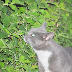 Khao Manee creamefres