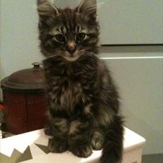 Blanding af racer Sigurd L. Vantekat(Ziggy)