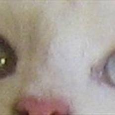 Maine Coon Missy Mille