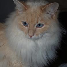 Ragdoll Kaizer