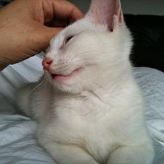 Blanding af racer Bo