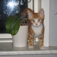 Blanding af racer Sacko