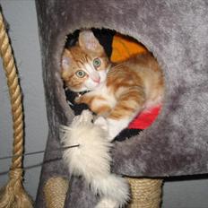 Blanding af racer Sacko