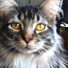 Maine Coon Tyson