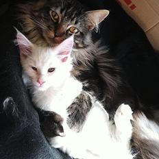 Maine Coon Tyson