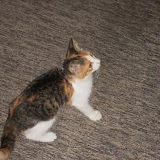 Blanding af racer Lille My