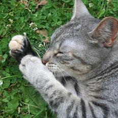 Blanding af racer Shiva