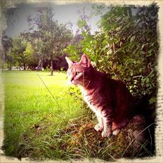 Blanding af racer Shiva