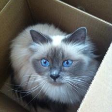 Hellig Birma Primadonna