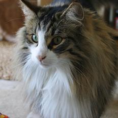 Norsk Skovkat Don Juan