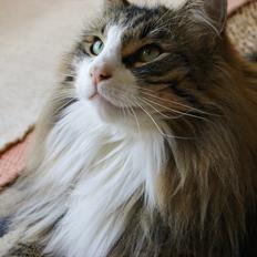 Norsk Skovkat Don Juan