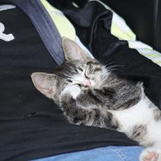 Blanding af racer Ingen navn endnu