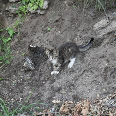 Blanding af racer Ingen navn endnu