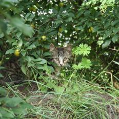 Blanding af racer Ingen navn endnu