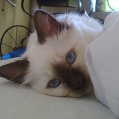 Hellig Birma Cleo