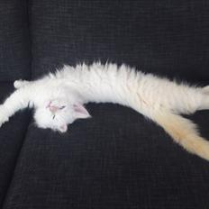 Blanding af racer Hellig Birma/Maine Coon Mickey