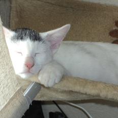 Blanding af racer Kato