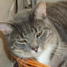 Huskat Zig Zag (Basse)