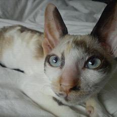 Cornish Rex Abby