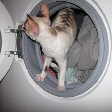 Cornish Rex Abby