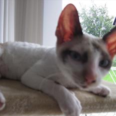 Cornish Rex Abby
