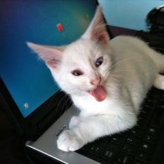 Blanding af racer Bo