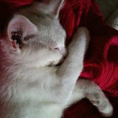 Blanding af racer Bo