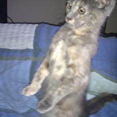 Blanding af racer Trunte