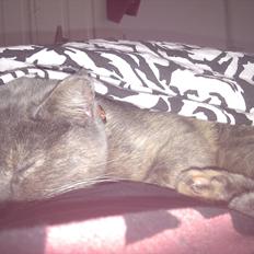 Blanding af racer Trunte