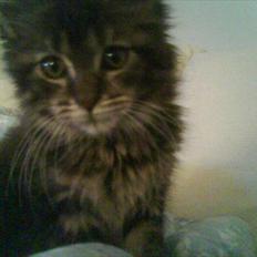 Maine Coon Pensylvania