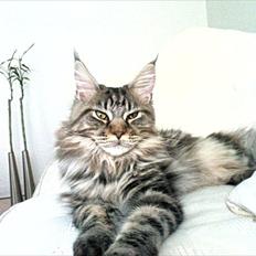 Maine Coon Fendi