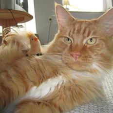 Blanding af racer Franz