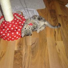 Huskat Tiger (DANSK UDTALE)